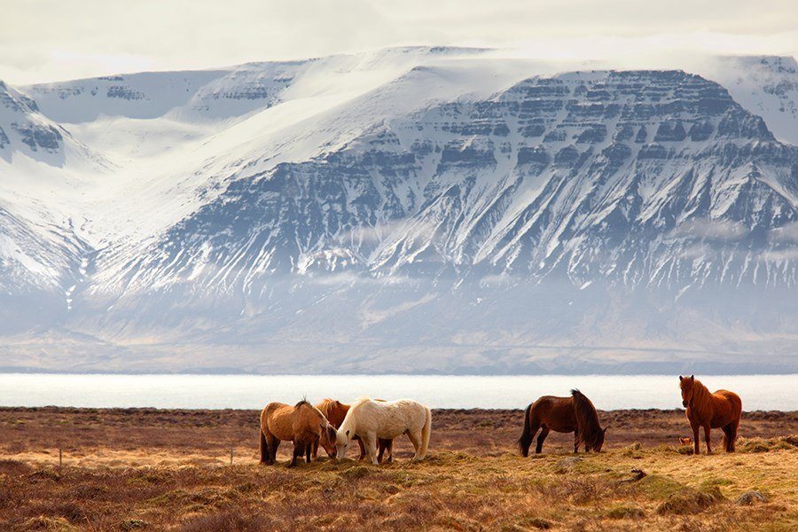 Snus in Island